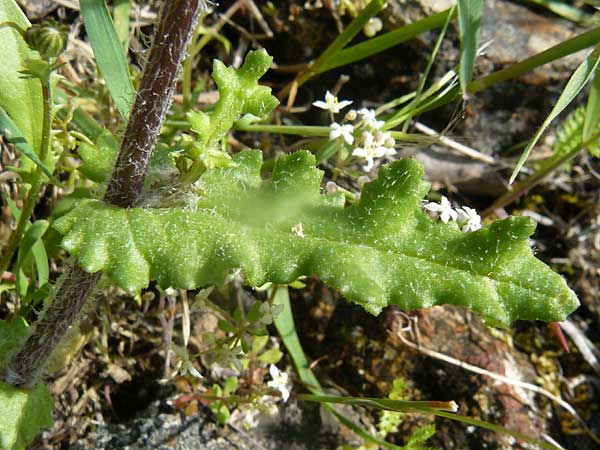 Senecio vernalis \ Frhlings-Greiskraut / Eastern Groundsel, Lesbos Vasilika 21.4.2014