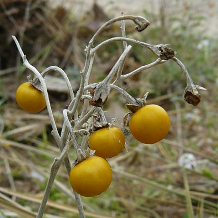 Solanum elaeagnifolium \ lweidenblttriger Nachtschatten / Silverleaf Nightshade, Horse Nettle, Lesbos Skala Eresos 22.4.2014