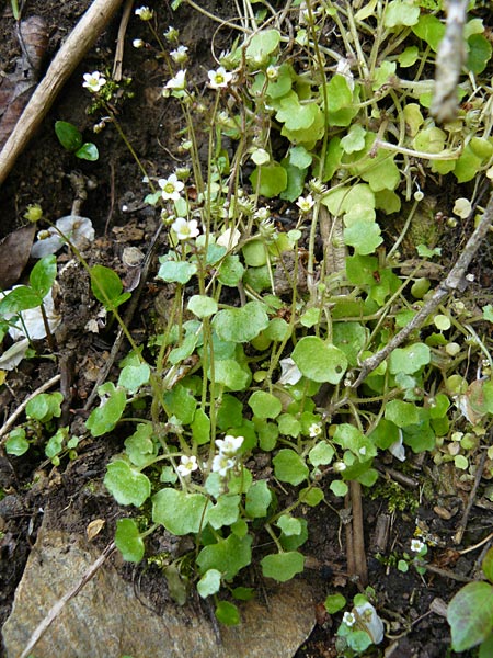 Saxifraga hederacea \ Efeubl&auml;ttriger Steinbrech / Ivy-Leaved Saxifrage, Lesbos Agiasos 15.4.2014