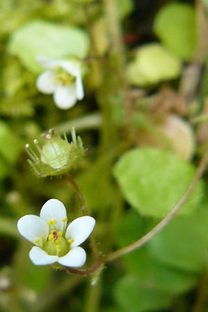 Saxifraga hederacea \ Efeubl&auml;ttriger Steinbrech / Ivy-Leaved Saxifrage, Lesbos Agiasos 15.4.2014