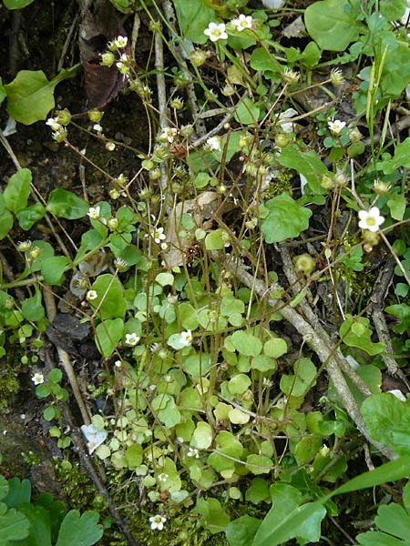 Saxifraga hederacea \ Efeubl&auml;ttriger Steinbrech / Ivy-Leaved Saxifrage, Lesbos Agiasos 15.4.2014