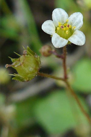 Saxifraga hederacea \ Efeubl&auml;ttriger Steinbrech / Ivy-Leaved Saxifrage, Lesbos Agiasos 15.4.2014