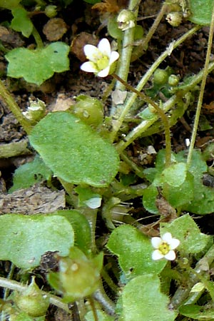 Saxifraga hederacea \ Efeubl&auml;ttriger Steinbrech / Ivy-Leaved Saxifrage, Lesbos Agiasos 15.4.2014