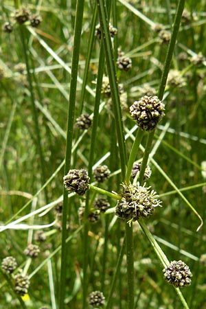 Scirpoides holoschoenus \ Kugelbinse / Round-Headed Club-Rush, Lesbos Asomatos 24.4.2014