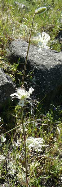 Silene dichotoma \ Gabel-Leimkraut / Forked Catchfly, Lesbos Andissa 14.4.2014
