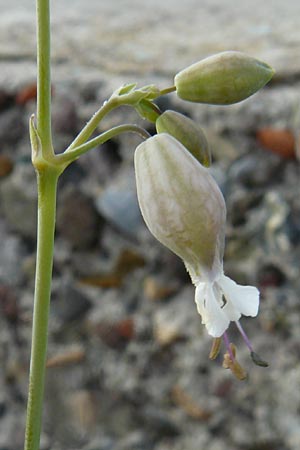 Silene fabaria \ Bohnen-Leimkraut / Bean Campion, Lesbos Molyvos 19.4.2014