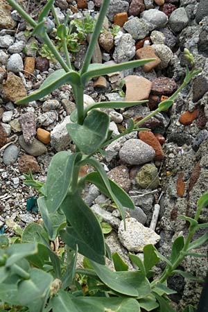 Silene fabaria \ Bohnen-Leimkraut / Bean Campion, Lesbos Molyvos 19.4.2014
