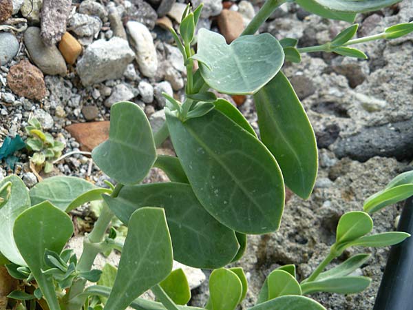 Silene fabaria \ Bohnen-Leimkraut / Bean Campion, Lesbos Molyvos 19.4.2014