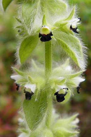 Sideritis lanata \ Wolliges Gliedkraut / Hairy Ironwort, Lesbos Asomatos 17.4.2014