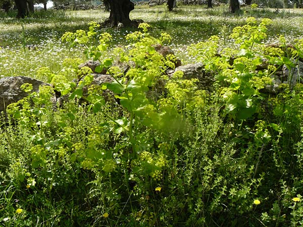 Smyrnium rotundifolium \ Rundbl&auml;ttrige Gelbdolde / Round-Leaved Alexanders, Lesbos Vasilika 21.4.2014