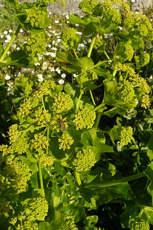 Smyrnium creticum \ Kretische Gelbdolde / Cretan Alexanders, Lesbos Sigri 14.4.2014