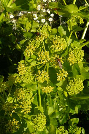 Smyrnium creticum \ Kretische Gelbdolde / Cretan Alexanders, Lesbos Sigri 14.4.2014