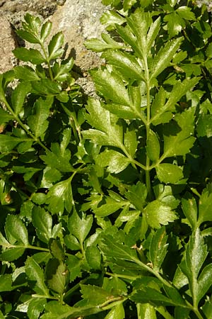 Smyrnium creticum \ Kretische Gelbdolde / Cretan Alexanders, Lesbos Sigri 14.4.2014