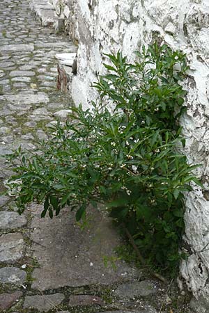 Solanum pseudocapsicum \ Korallen-Bumchen, Korallen-Kirsche / Jerusalem Cherry, Winter Cherry, Lesbos Molyvos 19.4.2014
