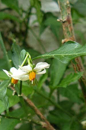 Solanum pseudocapsicum \ Korallen-Bumchen, Korallen-Kirsche / Jerusalem Cherry, Winter Cherry, Lesbos Molyvos 19.4.2014