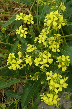 Brassica nigra \ Schwarzer Senf / Black Mustard, Lesbos Lisvori 16.4.2014
