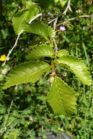 Ulmus minor \ Feld-Ulme / Small-Leaved Elm, Lesbos Agiasos 15.4.2014