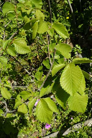 Ulmus minor \ Feld-Ulme / Small-Leaved Elm, Lesbos Agiasos 15.4.2014