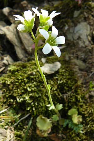 Saxifraga carpetana subsp. graeca \ Carpetana-Steinbrech / Carpetana Saxifrage, Lesbos Agiasos 15.4.2014