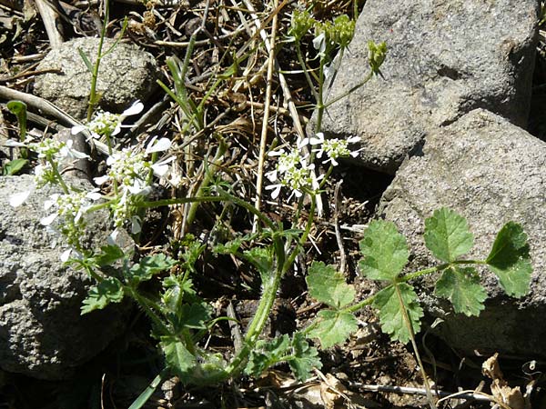 Tordylium apulum \ Apulische Zirmet / Mediterranean Hartwort, Lesbos Andissa 14.4.2014