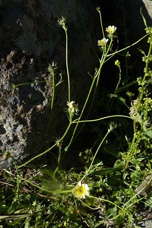 Tolpis barbata \ Christusauge, Lesbos Kalloni 18.4.2014