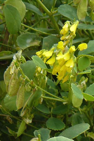 Trigonella cretica \ Kreta-Steinklee, Lesbos Plomari 20.4.2014