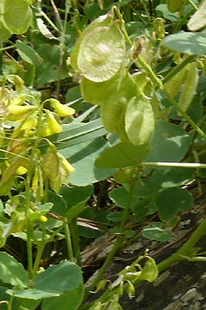 Trigonella cretica \ Kreta-Steinklee, Lesbos Plomari 20.4.2014