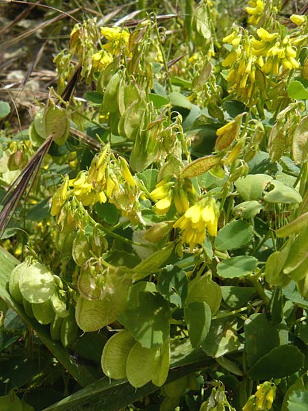 Trigonella cretica \ Kreta-Steinklee, Lesbos Plomari 20.4.2014