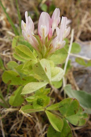 Trifolium clypeatum \ Schild-Klee / Helmet Clover, Shield Clover, Lesbos Mytilini 13.4.2014