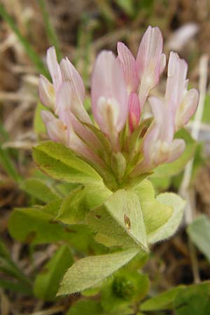 Trifolium clypeatum \ Schild-Klee / Helmet Clover, Shield Clover, Lesbos Mytilini 13.4.2014