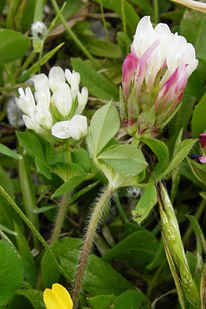 Trifolium clypeatum \ Schild-Klee / Helmet Clover, Shield Clover, Lesbos Mytilini 13.4.2014