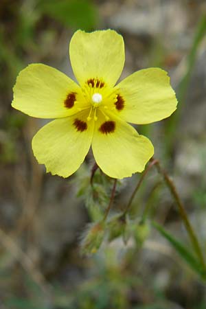 Tuberaria guttata, Geflecktes Sandrschen