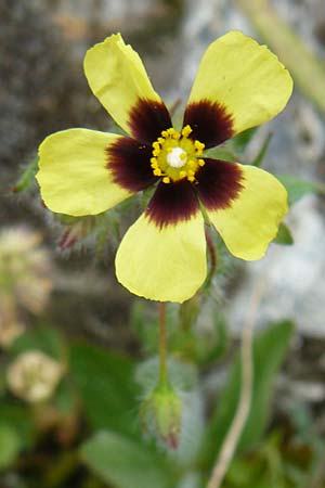 Tuberaria guttata \ Geflecktes Sandrschen / Spotted Rock-Rose, Lesbos Asomatos 17.4.2014