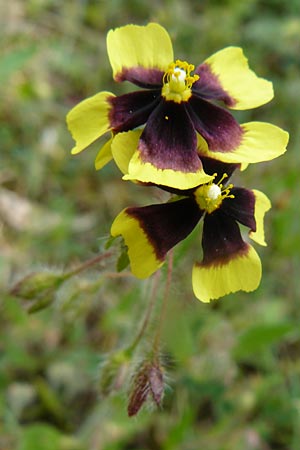 Tuberaria guttata \ Geflecktes Sandrschen / Spotted Rock-Rose, Lesbos Vasilika 21.4.2014