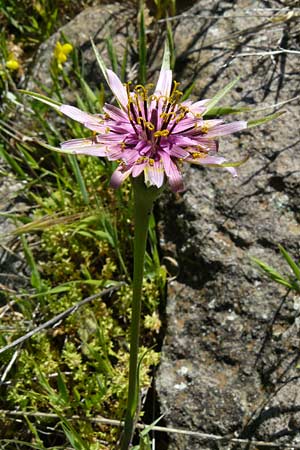 Tragopogon porrifolius subsp. eriospermus \ Wollsamiger Bocksbart, Lesbos Andissa 14.4.2014