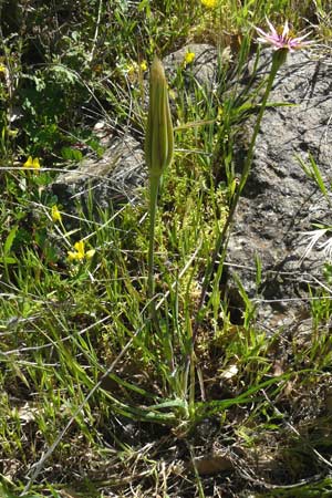 Tragopogon porrifolius subsp. eriospermus \ Wollsamiger Bocksbart, Lesbos Andissa 14.4.2014