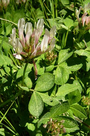 Trifolium clypeatum \ Schild-Klee / Helmet Clover, Shield Clover, Lesbos Agiasos 15.4.2014