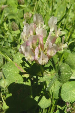Trifolium clypeatum \ Schild-Klee / Helmet Clover, Shield Clover, Lesbos Agiasos 15.4.2014