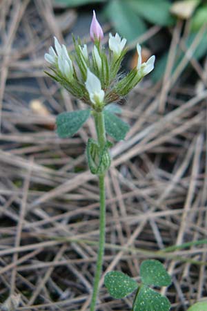 Trifolium stellatum \ Stern-Klee / Starry Clover, Lesbos Kalloni 16.4.2014