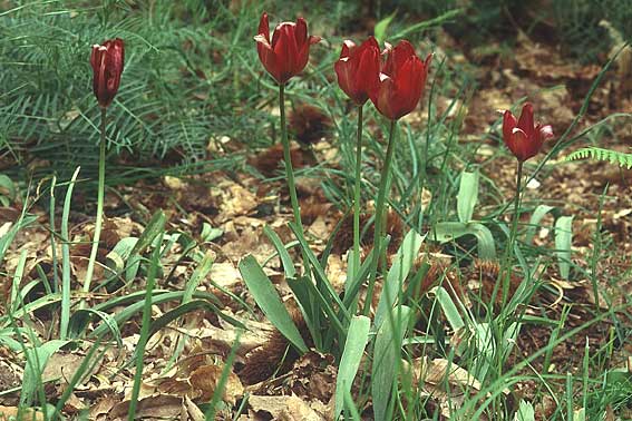Tulipa undulatifolia \ Gewelltbl&auml;ttrige Tulpe / Tulip, Lesbos Agiasos 13.5.1995