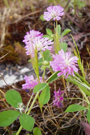 Trifolium resupinatum \ Persischer Wende-Klee / Reversed Clover, Lesbos Lisvori 16.4.2014