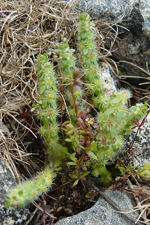 Valantia hispida \ Steifhaariges Schuttkraut / Hairy Valantia, Lesbos Polichnitos 21.4.2014