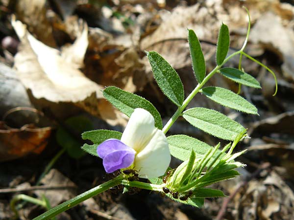 Vicia barbazitae \ Dr�sige Wicke, Lesbos Agiasos 15.4.2014