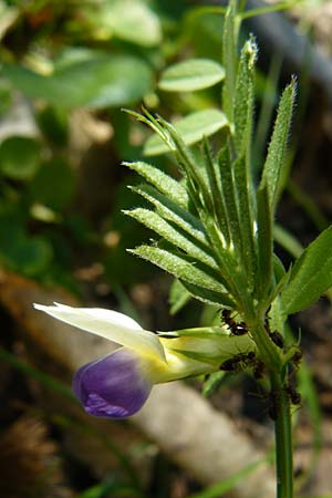 Vicia barbazitae \ Dr�sige Wicke, Lesbos Agiasos 15.4.2014