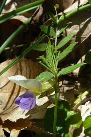 Vicia barbazitae \ Dr�sige Wicke, Lesbos Agiasos 15.4.2014