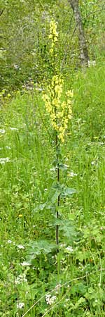 Verbascum aschersonii \ Aschersons K�nigskerze / Ascherson's Mullein, Lesbos Asomatos 17.4.2014