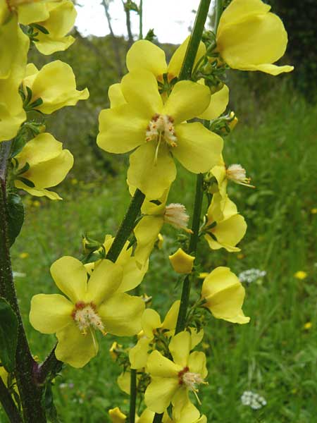 Verbascum aschersonii \ Aschersons K�nigskerze / Ascherson's Mullein, Lesbos Asomatos 17.4.2014