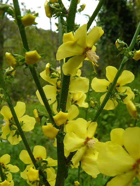 Verbascum aschersonii \ Aschersons K�nigskerze / Ascherson's Mullein, Lesbos Asomatos 17.4.2014