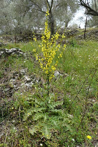 Verbascum aschersonii \ Aschersons K�nigskerze / Ascherson's Mullein, Lesbos Asomatos 17.4.2014