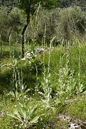Verbascum mucronatum \ Stachelspitzige K�nigskerze / Elongated Mullein, Lesbos Agiasos 24.4.2014